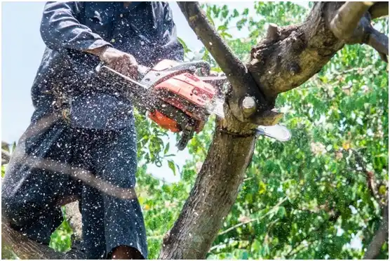 tree services Farmers Branch